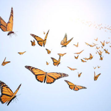 Butterflys Flying